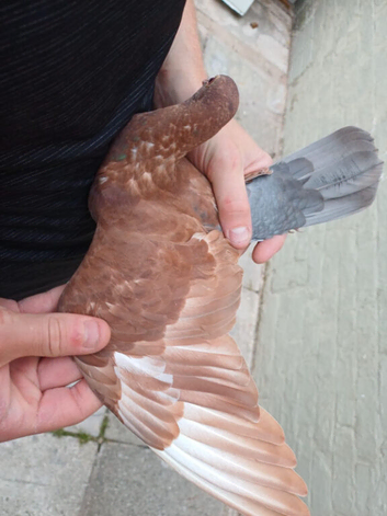 Chocolate Melueman cock 2026
