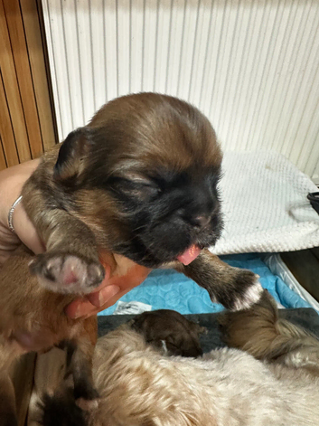 Shih Tzu puppies