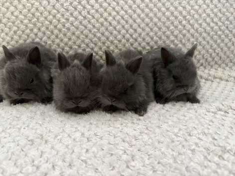 Blue Netherland dwarf kits SOLD