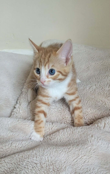 Ginger tabby's kittens ready to go