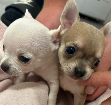 3 tiny chiuahua puppies