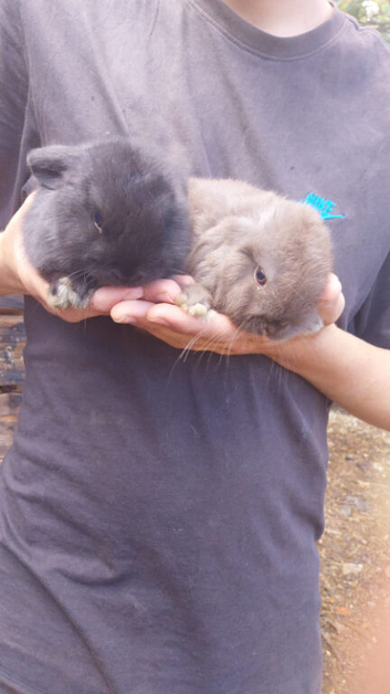 2 mii lops ready September 3rd