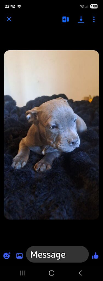 2 female staffy cross freach bull dog