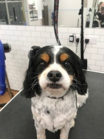 Fabulous Furbabies Quality Dog Grooming in Wendover