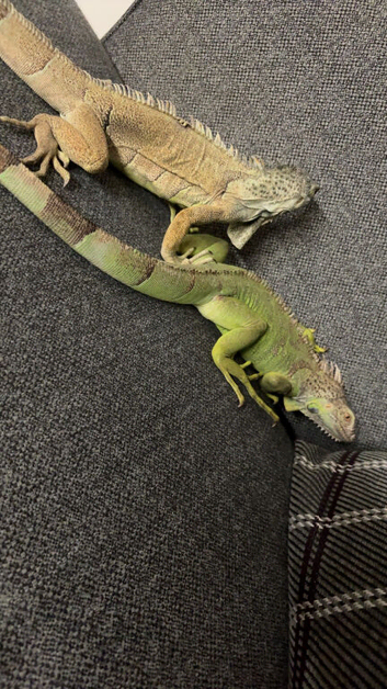 2 iguanas