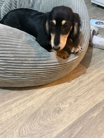 Beautiful miniature dachshund