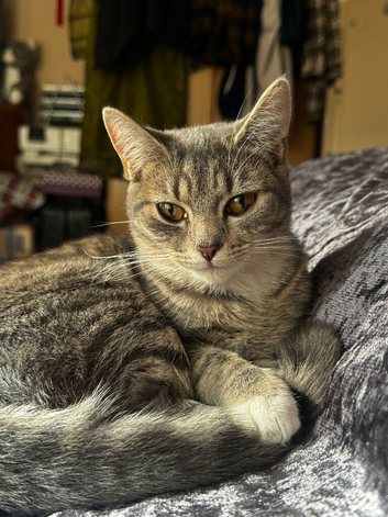Beautiful cat for sell