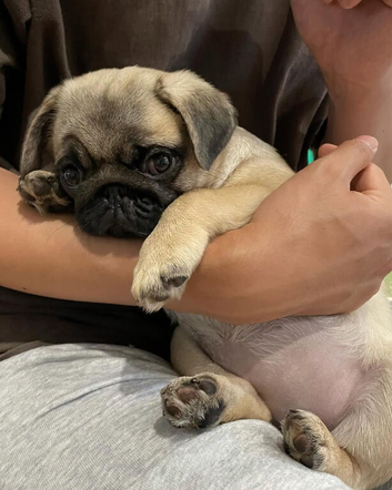 Adorable Pug Puppies,Lovely Temperaments