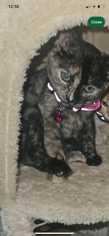 7 month old female kitten