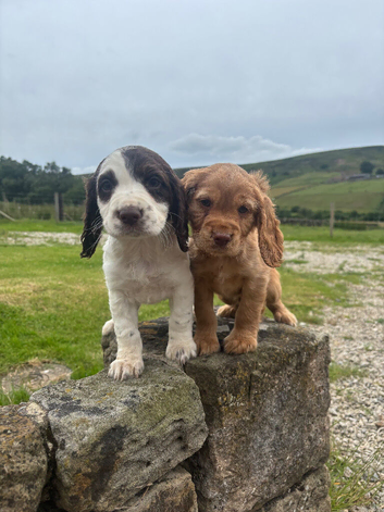 KC Cocker Pups