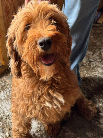 Beautiful cockapoo puppys