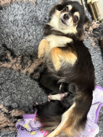 stunning chihuahuas