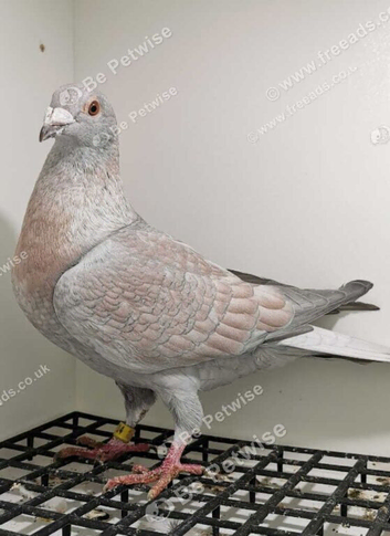 RARE COLOUR REDUCED RACING PIGEONS