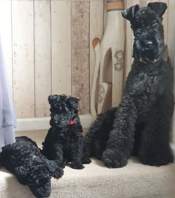 Kerry blue terrier puppies