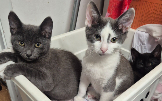 3 boy kittens looking for forever home