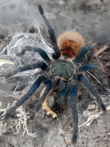 Wow stunning sub/adult FEMALE GBB