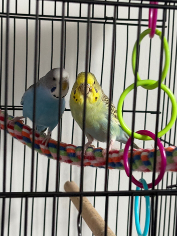 budgies for sale