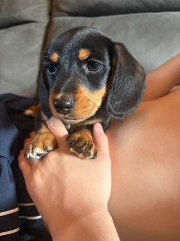 Miniature Dachshund Girl Looking For Her Forever Home