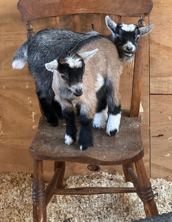 Pygmy Goat