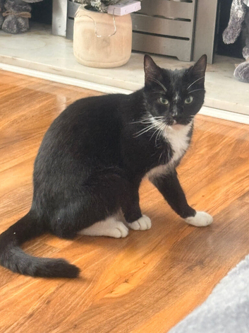 Female cat