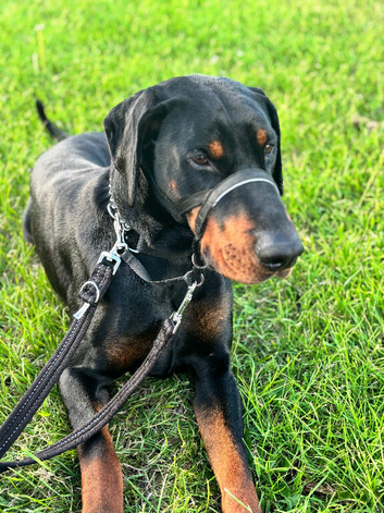 3 year old Dobermann