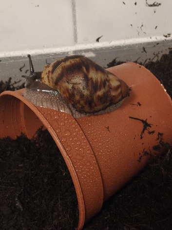 ACHACHATINA MARGINATA OVUM SNAIL WITH SETUP