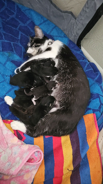 Beautiful kittens
