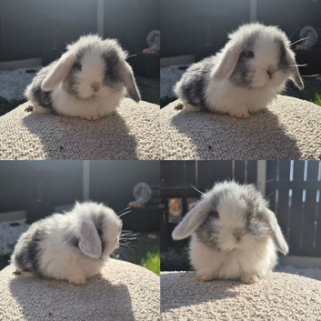 Mini lop babies