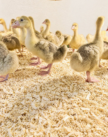 Embden geese ( off heat) females and males