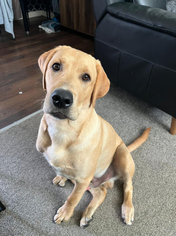 Excellent labrador for stud