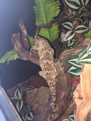 CB23 nuu ana leachianus gecko