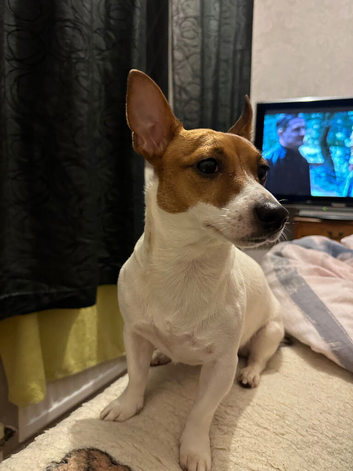 Jack Russel @ small pinscher