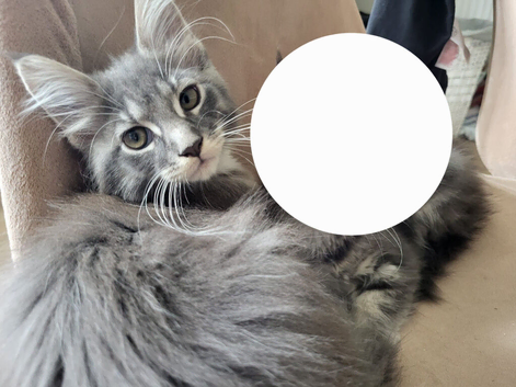 Female maine coon kitten