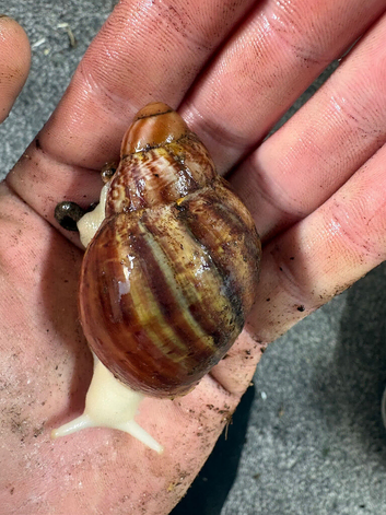 Archachatina Rhodostoma albino