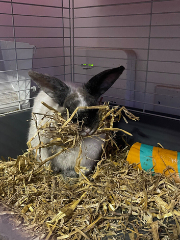 Female rabbit
