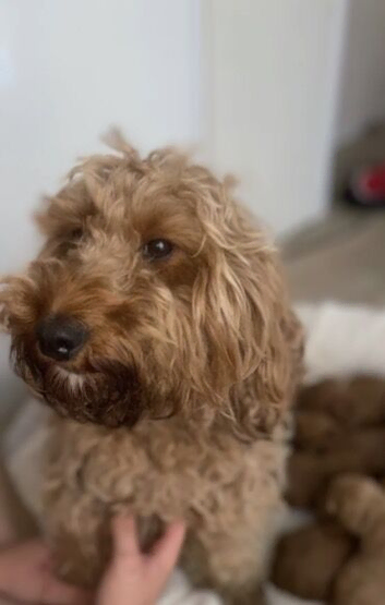 Cockapoo puppy&rsquo;s for sale