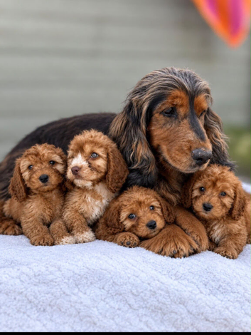 Cockapoo