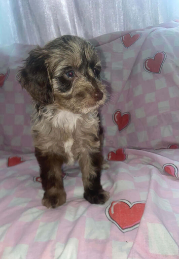 Female Merl Cockapoo