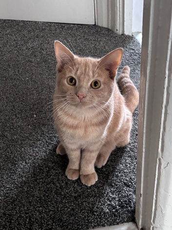 BSH x ginger female looking for her furever home!