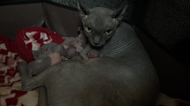 Blue and cream Canadian sphynx