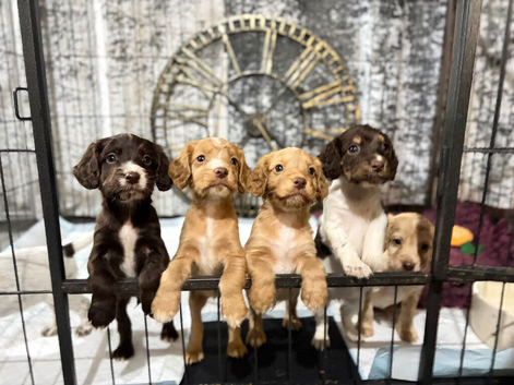 Cocker spaniel puppies