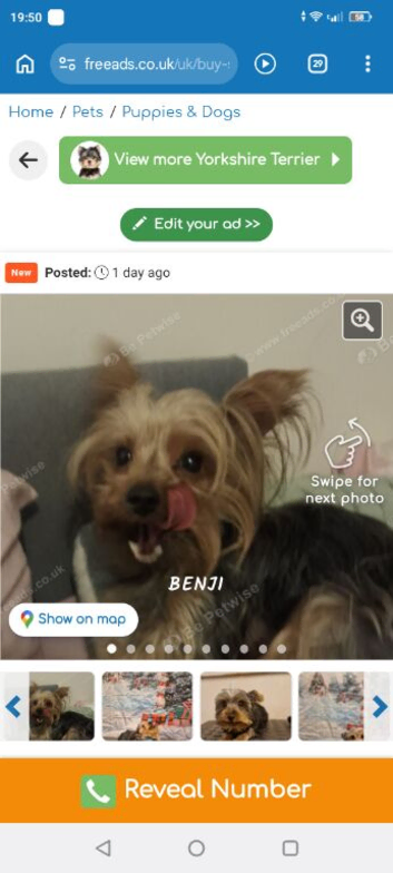 Yorkshire terrier