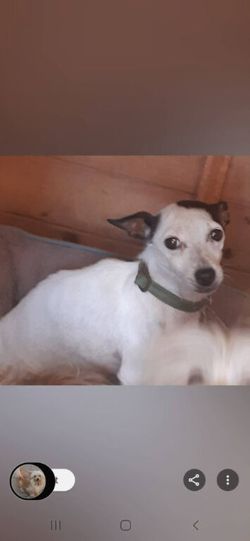 I have 2 beautiful boy Jack Russell