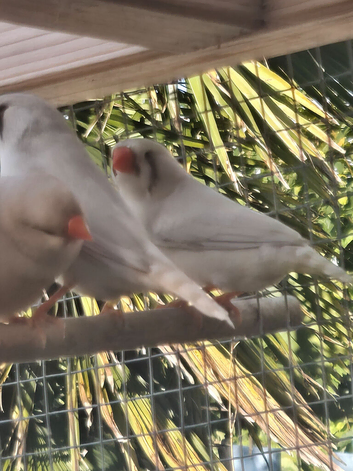 Mutation zebra finches
