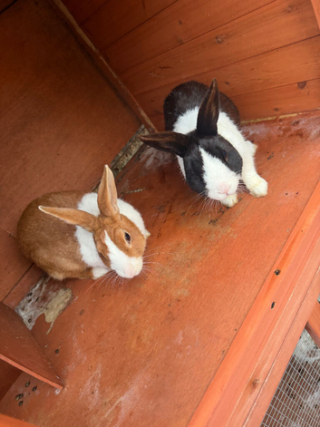 Rabbits pair
