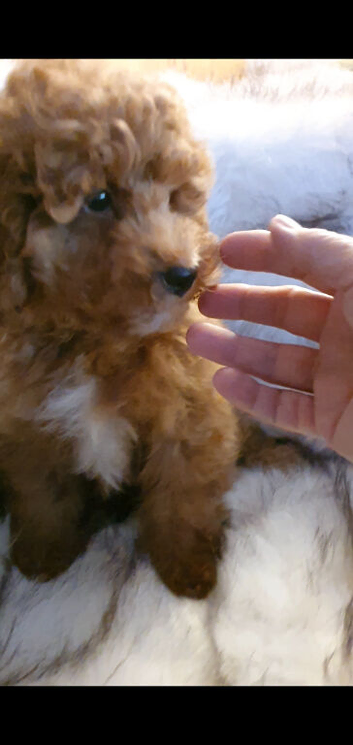 Toy Poodle puppies ready now, both parents KC, and health tested. Superb bloodlines.