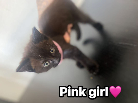 3 beautiful British longhairs x domestic kittens!