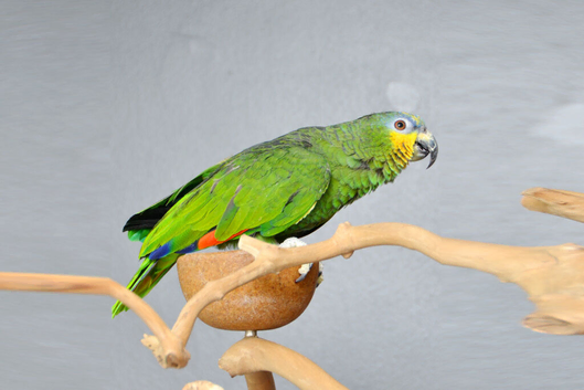 Orange Winged Amazon,18