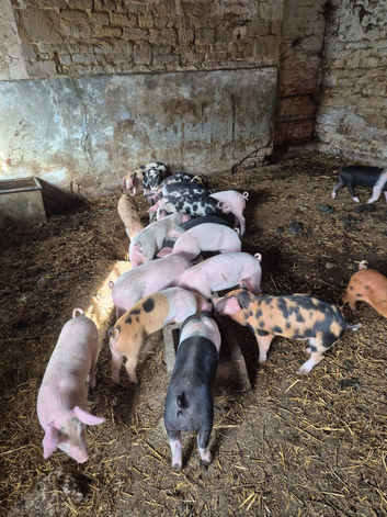 22 Weaners for sale