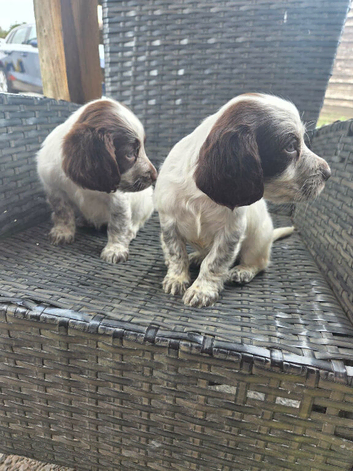 Spaniel pups